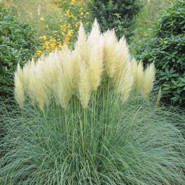Cortaderia selloana