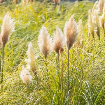 Cortaderia sell. 'Pumila'