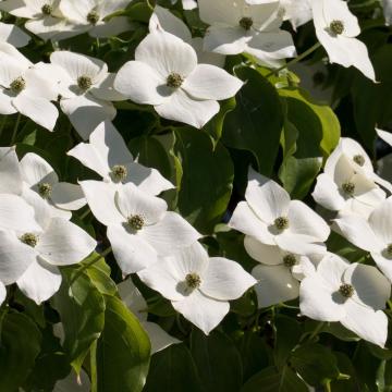 Cornus kousa 'Venus'®
