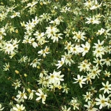 Coreopsis vert. 'Moonbeam'