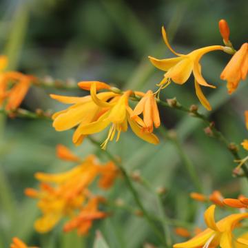 Crocosmia 'George Davidson'