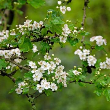 Crataegus monogyna