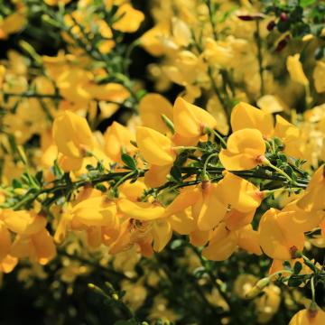 Cytisus praecox 'Allgold'