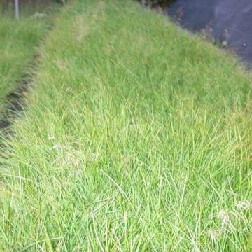 Deschampsia cespitosa 'Goldtau'
