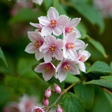 Deutzia hybrida 'Mont Rose'