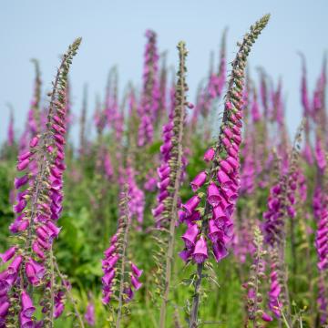 Digitalis purpurea