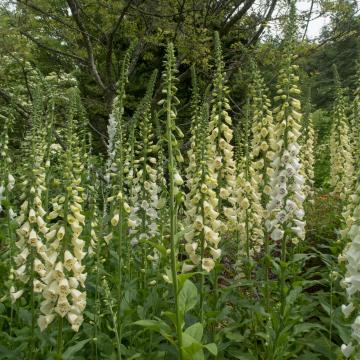 Digitalis purpurea 'Alba'