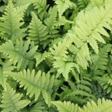 Dryopteris filix-mas