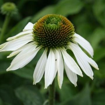 Echinacea purp. 'Alba'