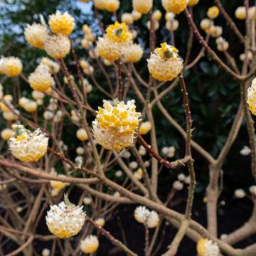Edgeworthia chrysantha