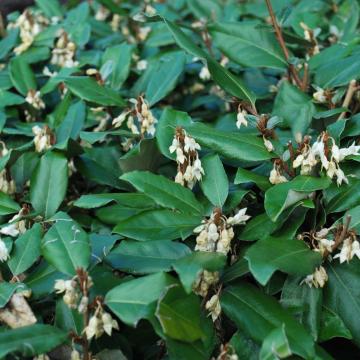 Elaeagnus ebbingei