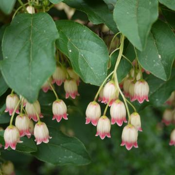 Enkianthus campanulatus