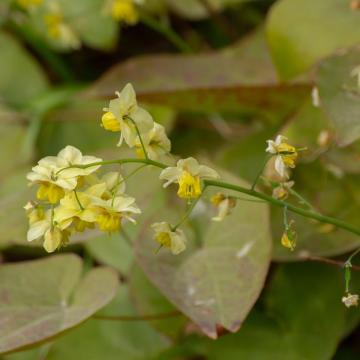 Epimedium perralch. 'Frohnleiten'
