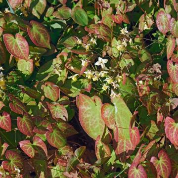 Epimedium vers. 'Sulphureum'