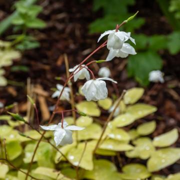 Epimedium youngianum 'Niveum'