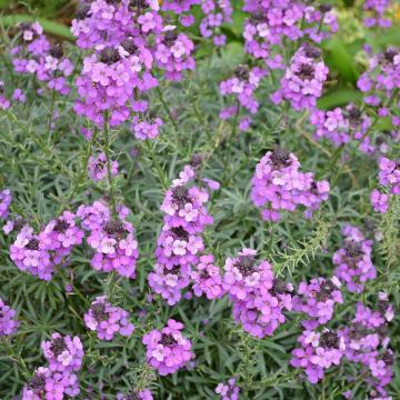 Erysimum 'Bowles Mauve'