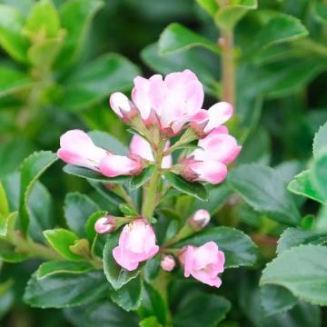 Escallonia 'Apple Blossom'
