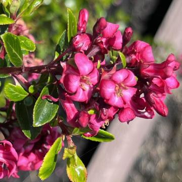 Escallonia 'Red dream'