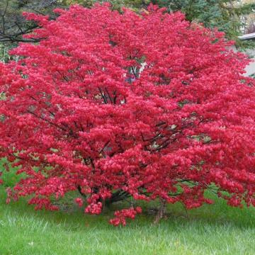 Euonymus alatus 'Compactus'