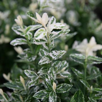 Euonymus fort. 'Harlequin'