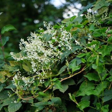 Fallopia aubertii (=baldschuanica)