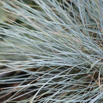 Festuca glauca 'Elijah Blue'