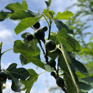Ficus carica