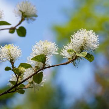Fothergilla major