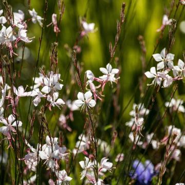 Gaura lindheimeri
