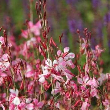 Gaura lind. 'Siskiyou Pink'