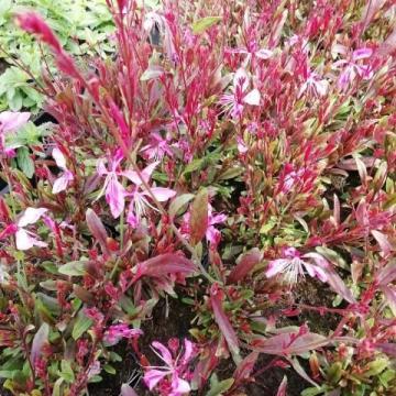 Gaura lind. 'Tutti Frutti'