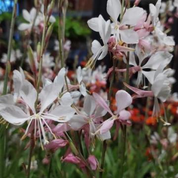 Gaura lindh. 'Whirling Butterflies'