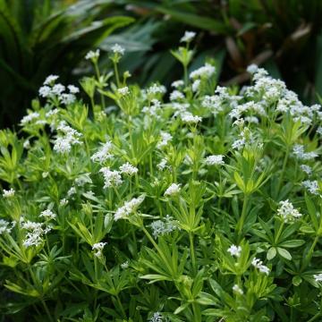 Galium odoratum