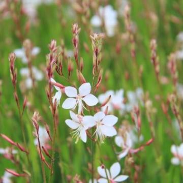 Gaura lind.'Short Form'
