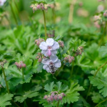 Geranium cant. 'Biokovo'