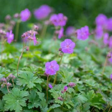 Geranium cant. 'Karmina'