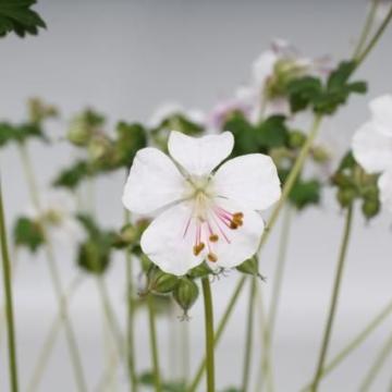 Geranium cant. 'St. Ola'