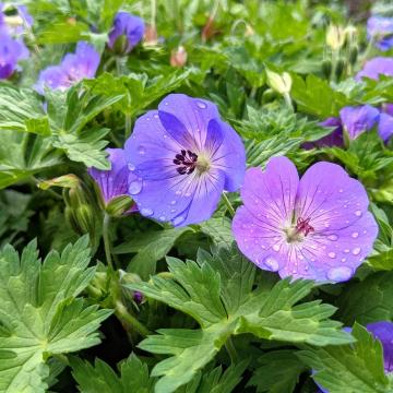 Geranium 'Johnson's Blue'