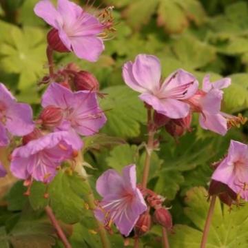 Geranium macr. 'Ingwersen's Var.'
