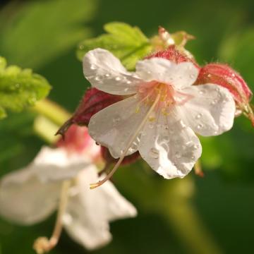 Geranium macr. 'Spessart'