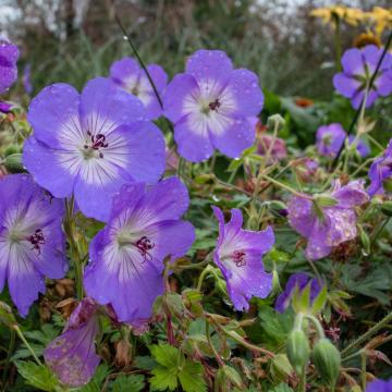 Geranium 'Azure Rush'