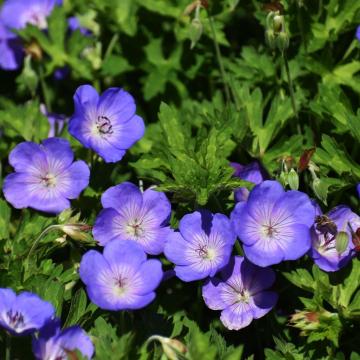 Geranium 'Rozanne'