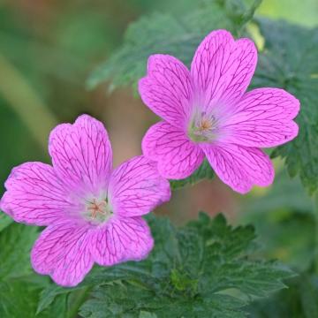 Geranium 'Tanya Rendall'