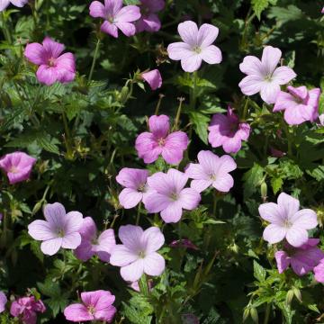 Geranium endressii 'Wargrave Pink'