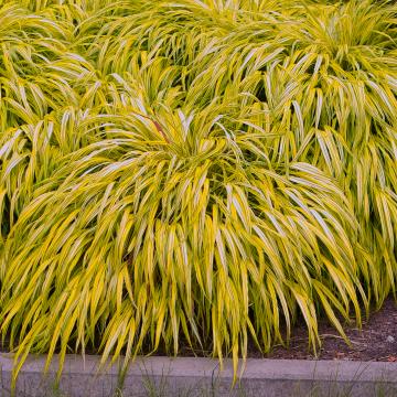 Hakonechloa macra 'Aureola'