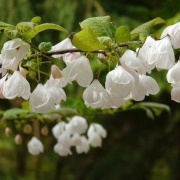 Halesia carolina