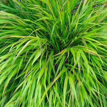 Hakonechloa macra