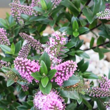 Hebe 'Garden Beauty Pink'