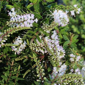 Hebe 'Garden Beauty White'