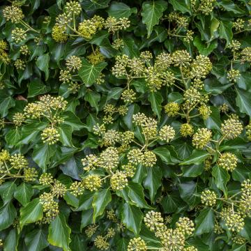 Hedera helix 'Arborescens'